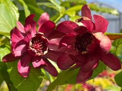 <i>Calycanthus</i> &lsquo;Aphrodite&rsquo;