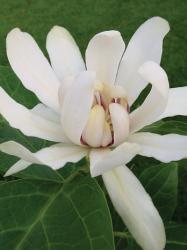 <i>Calycanthus</i> x &lsquo;Venus&rsquo;