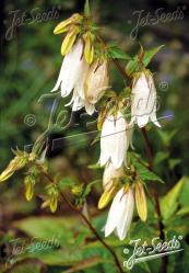 <i>Campanula poscharskyana</i> &lsquo;Alba&rsquo;