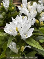 <i>Campanula glomerata</i> &lsquo;Bellefleur White&rsquo;