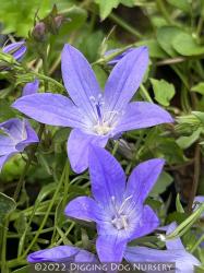 <i>Campanula poscharskyana</i> &lsquo;Blue Waterfall&rsquo;