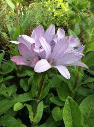 <i>Campanula glomerata</i> &lsquo;Caroline&rsquo;