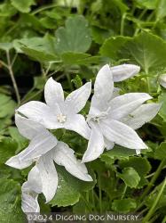 <i>Campanula poscharskyana</i> ‘E. H. Frost’