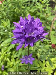 <i>Campanula glomerata</i> &lsquo;Freya&rsquo;