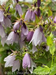 <i>Campanula</i> &lsquo;Iridescent Bells&rsquo;