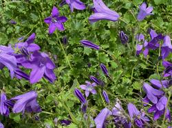 <i>Campanula portenschlagiana</i> &lsquo;Resholt Variety&rsquo;