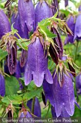 <i>Campanula</i> &lsquo;Sarastro&rsquo;