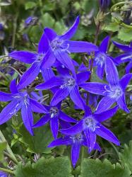 <i>Campanula poscharskyana</i> ‘Stella’