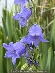 <i>Campanula barbata</i>