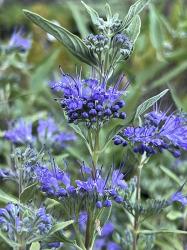 <i>Caryopteris</i> x <i>clandonensis</i> &lsquo;Longwood Blue&rsquo;