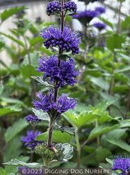 <i>Caryopteris incana</i>