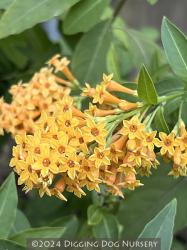 <i>Cestrum</i> &lsquo;Orange Peel&rsquo;
