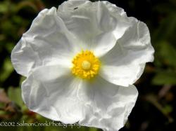 <em>Cistus</em>  &lsquo;Snow White&rsquo;