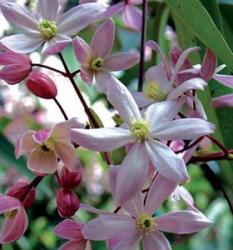 <i>Clematis armandii</i> &lsquo;Apple Blossom&rsquo;