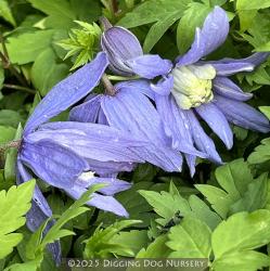 <i>Clematis macropetala</i> &lsquo;Blue Bird&rsquo;