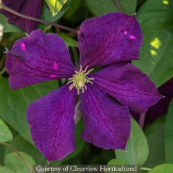 <i>Clematis viticella</i> &lsquo;Etoile Violette&rsquo;