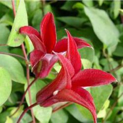 <i>Clematis</i> &lsquo;Gravetye Beauty&rsquo;