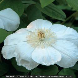 <i>Clematis</i> &lsquo;Guernsey Cream&rsquo;