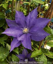 <i>Clematis</i> ‘H. F. Young’