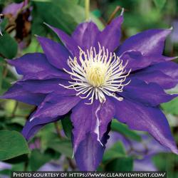 <i>Clematis</i> &lsquo;Haku Ookan&rsquo;
