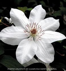 <i>Clematis</i> &lsquo;Henryi&rsquo;