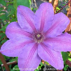 <i>Clematis</i> &lsquo;Horn Of Plenty&rsquo;