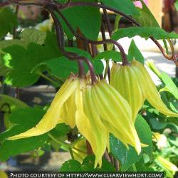 <i>Clematis chiisanensis</i> &lsquo;Lemon Bells&rsquo;