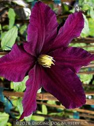 <i>Clematis</i> ‘Niobe’