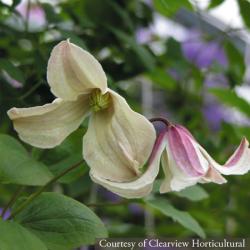 <i>Clematis</i> &lsquo;Pagoda&rsquo;