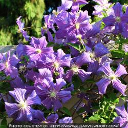 <i>Clematis</i> &lsquo;Perle d�Azur&rsquo;