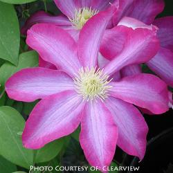<i>Clematis</i> &lsquo;Pink Champagne&rsquo;