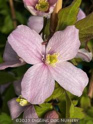 <i>Clematis montana</i> &lsquo;Pink Perfection&rsquo;