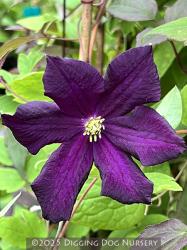 <i>Clematis</i> &lsquo;Romantika&rsquo;
