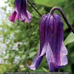 <i>Clematis</i> &lsquo;Rooguchi&rsquo;