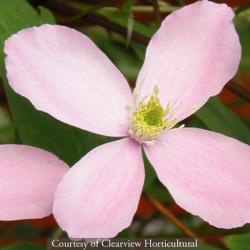 <i>Clematis montana</i> ‘Rubens’
