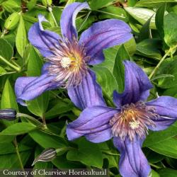 <i>Clematis</i> ‘Sapphire Indigo�’