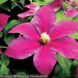 <i>Clematis</i> &lsquo;Sunset&rsquo;