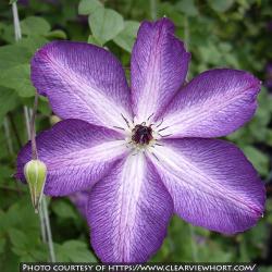 <i>Clematis viticella</i> &lsquo;Venosa Violacea&rsquo;