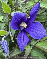 <i>Clematis durandii</i>