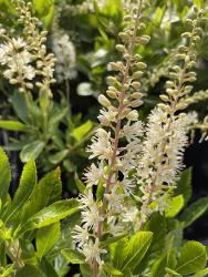 <i>Clethra alinifolia</i> &lsquo;Hummingbird&rsquo;