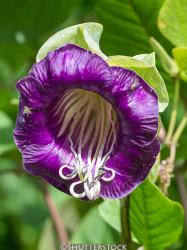 <i>Cobaea scandens</i>