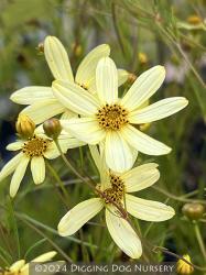<em>Coreopsis verticillata</em>  &lsquo;Moonbeam&rsquo;