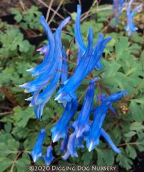 <i>Corydalis curviflora</i> var. <i>rosthornii</i> &lsquo;Blue Heron&rsquo;