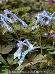 <i>Corydalis flexuosa</i> &lsquo;China Blue&rsquo;