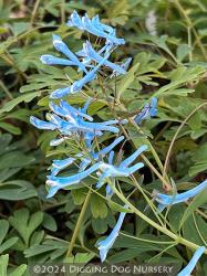 <i>Corydalis flexuosa</i> &lsquo;Porcelain Blue&rsquo;