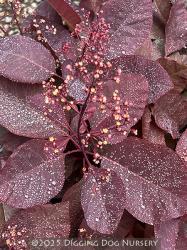 <i>Cotinus</i> ‘Grace’