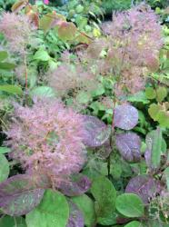 <i>Cotinus coggygria</i> &lsquo;Young Lady&rsquo;