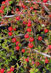 <i>Cotoneaster dammeri</i> &lsquo;Mooncreeper&rsquo;