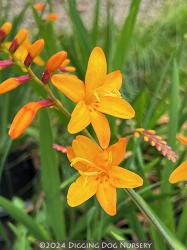 <i>Crocosmia</i> x <i>crocosmiiflora</i> &lsquo;Columbus&rsquo;