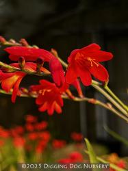 <i>Crocosmia</i> &lsquo;Emberglow&rsquo;